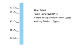 SLC22A15 Rabbit anti-Human, Polyclonal, Novus Biologicals 0.1ml; Unconjugated:Antibodies,